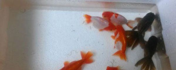 金龍魚喂飼料到底好不好：關(guān)于金龍魚喂養(yǎng)的問題 水族問答 第2張