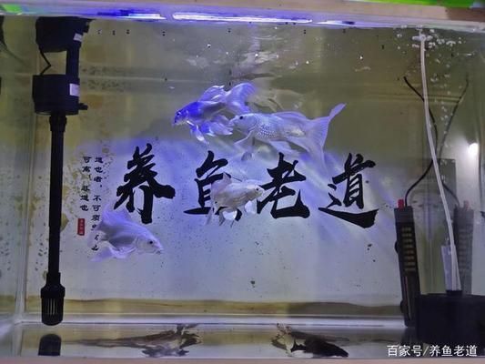 金龍魚喂飼料好還是活食好一點(diǎn)：-金龍魚吃干飼料和活食哪種更健康 水族問答 第1張