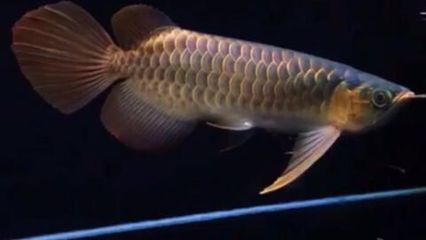 小紅龍魚(yú)怎么挑選最好的：如何挑選小紅龍魚(yú) 紅龍魚(yú)百科 第4張