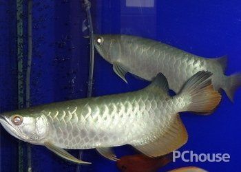 龍魚豎鱗是怎么回事：如何預防和治療龍魚立鱗病 龍魚百科 第3張