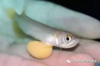 龍魚眼球變白怎么回事兒：關(guān)于龍魚眼球變白的詳細解釋及其處理方法 龍魚百科 第1張