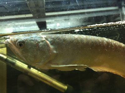 龍魚兩個(gè)月不吃東西怎么辦：龍魚兩個(gè)月不吃東西是怎么回事 龍魚百科 第5張