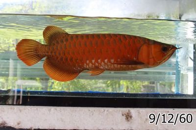 龍魚(yú)要多大缸：關(guān)于龍魚(yú)缸尺寸的詳細(xì)介紹 龍魚(yú)百科 第4張