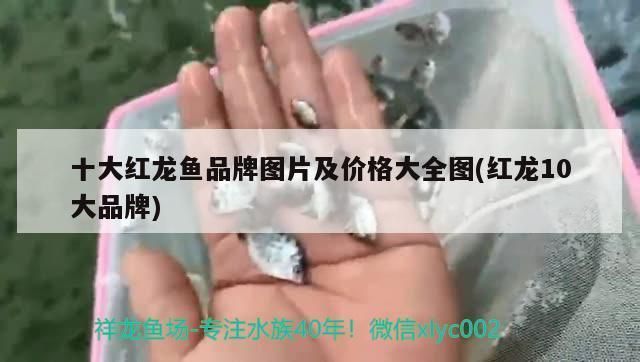 目前什么品牌的紅龍魚最好看：目前市場(chǎng)上一些最好的紅龍魚品牌 紅龍魚百科 第2張