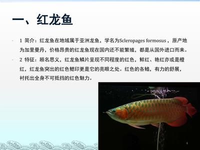 龍魚的拼音怎么寫：如何辨別龍魚品種