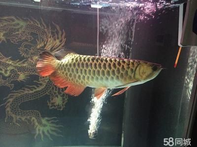 紅龍魚與金龍魚哪個(gè)好養(yǎng)一點(diǎn)：紅龍魚與金龍魚價(jià)格對(duì)比，新手養(yǎng)魚入門指南 紅龍魚百科 第4張