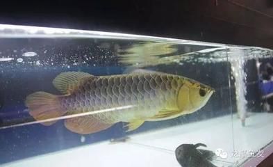 龍魚是國家?guī)准壉Ｗo(hù)動物：龍魚屬于國家保護(hù)動物嗎？ 龍魚百科 第5張