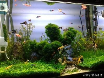 小魚缸怎么搭配：小魚缸搭配應(yīng)考慮空間布局、觀賞性以及水質(zhì)維護(hù) 魚缸百科 第3張