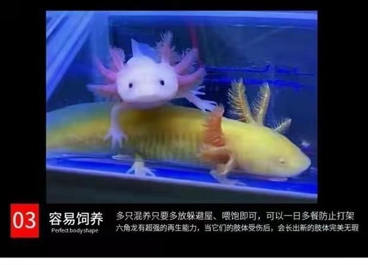 龍魚(yú)是冷水魚(yú)嗎為什么那么貴：龍魚(yú)屬于冷水魚(yú)嗎