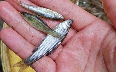 龍魚吃的麥穗要清理內臟嗎：喂給龍魚的麥穗魚是否需要去內臟？ 龍魚百科 第2張