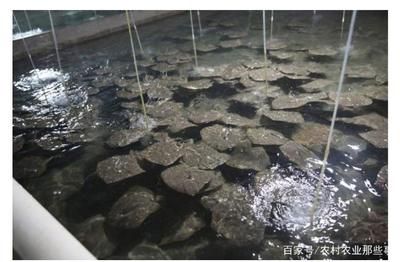 金龍魚洗衣液怎么樣：-金龍魚洗衣液對敏感肌膚是否友好 水族問答 第1張