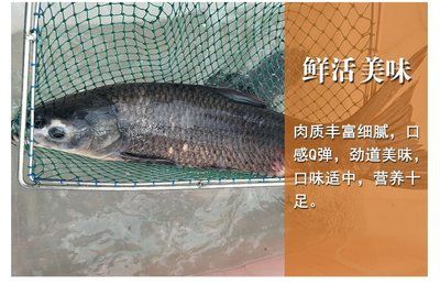 紅龍魚四大漁場排名榜：紅龍魚四大漁場排名 紅龍魚百科 第1張