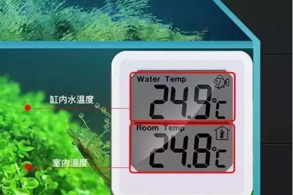 魚缸溫度計(jì)的正確使用方法：魚缸溫度計(jì)怎么使用 魚缸百科 第1張