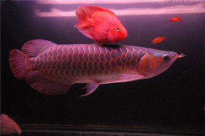 銀龍魚紅龍魚金龍魚區(qū)別：銀龍魚、紅龍魚、紅龍魚、紅龍魚和金龍魚的觀賞魚的區(qū)別 紅龍魚百科 第3張