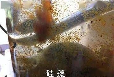 金龍魚下的品牌：金龍魚品牌的面條是否適合兒童食用， 水族問答 第1張