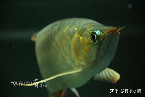 龍魚一直撞缸怎么回事兒：如何解決龍魚撞缸的問題 龍魚百科 第5張