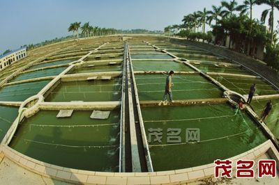 金龍魚下架了嗎：金龍魚品牌是否已經(jīng)從市場上全面下架了？ 水族問答 第1張