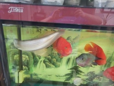 佳璐魚缸怎么樣好用嗎安全嗎：佳璐魚缸怎么樣 魚缸百科 第2張