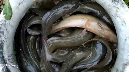 鱔魚魚缸怎么養(yǎng)：鱔魚魚缸養(yǎng)殖方法包括選擇合適的容器、準(zhǔn)備水質(zhì)、配置適宜的容器 魚缸百科 第1張