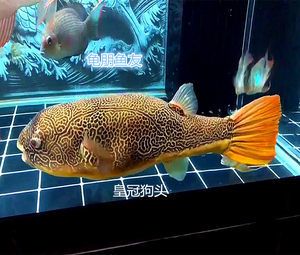 金龍魚現(xiàn)在多少錢一條：金龍魚價格受多種因素影響， 水族問答