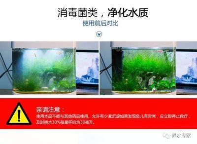 魚缸里殺菌消毒用什么藥：二氧化氯消毒魚缸的操作步驟 魚缸百科 第4張