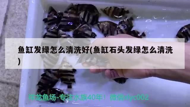 魚缸里的彩色石頭變綠怎么清洗：魚缸彩色石頭變綠怎么辦