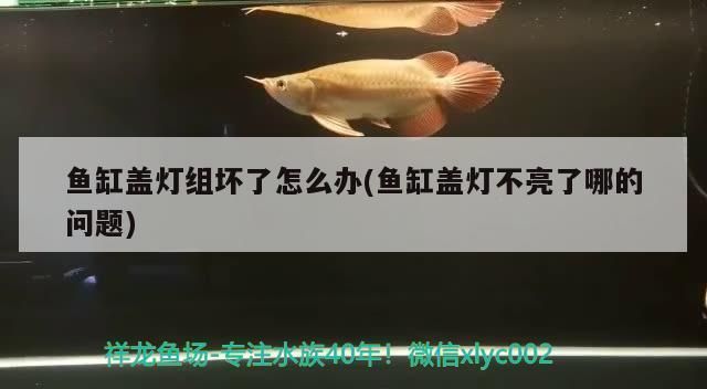 魚缸燈光不亮了怎么辦：當(dāng)魚缸燈光不亮?xí)r，首先應(yīng)檢查電源線是否連接正確且完好 魚缸百科 第4張