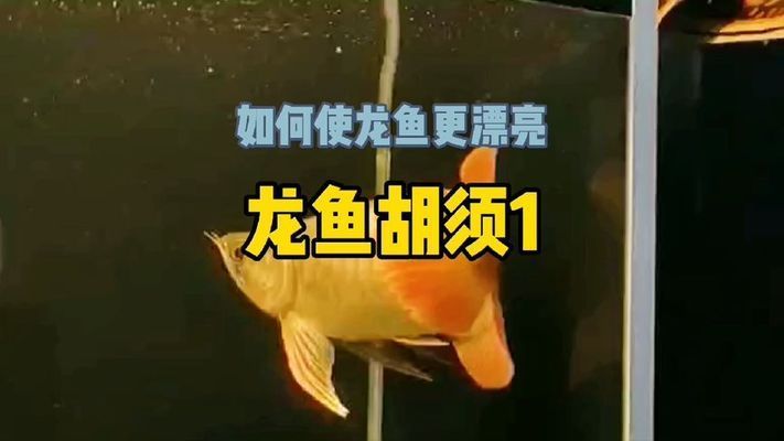 龍魚(yú)胡子撞沒(méi)了：龍魚(yú)的胡子意外撞掉了可能導(dǎo)致龍魚(yú)的行為和健康產(chǎn)生影響 龍魚(yú)百科 第3張