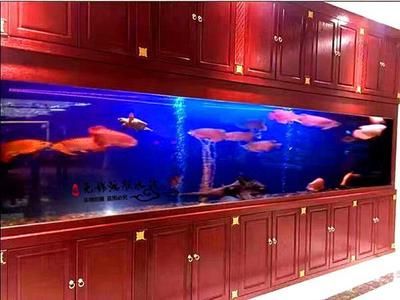 徐州江彩魚缸：徐州江彩魚缸市場競爭分析江彩水族館定制服務(wù)案例 魚缸百科 第2張