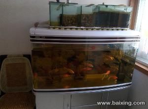 徐州江彩魚缸：徐州江彩魚缸市場競爭分析江彩水族館定制服務(wù)案例 魚缸百科 第5張