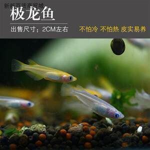 可以給龍魚(yú)缸下慶大霉素：慶大霉素在養(yǎng)殖魚(yú)類(lèi)中的應(yīng)用 龍魚(yú)百科 第2張