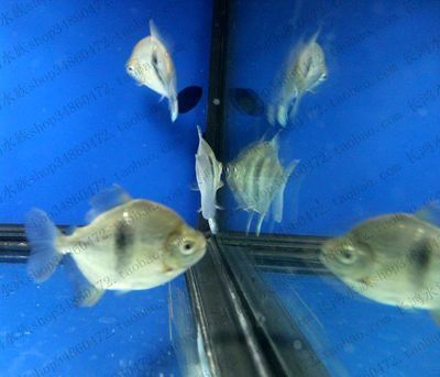 金龍魚新浪：-金龍魚新浪是什么 水族問答 第2張