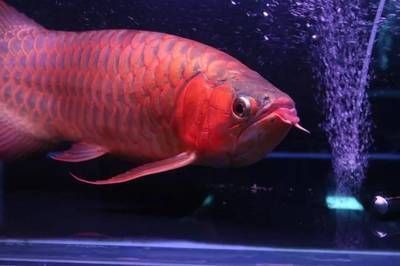 哪種紅龍魚(yú)最好看的品相：紅龍魚(yú)品相鑒定 紅龍魚(yú)百科 第3張