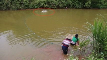 龍魚和雷龍哪個好養(yǎng)：雷龍魚與金龍魚飼養(yǎng)環(huán)境配置指南,觀賞魚新手入門建議 龍魚百科 第2張