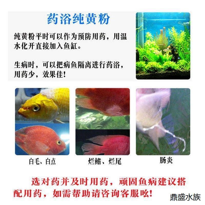 水霉病魚缸消毒指南：得過水霉病的魚缸消毒后如何養(yǎng)魚高錳酸鉀消毒注意事項(xiàng) 魚缸百科 第4張