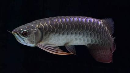 龍魚(yú)的壽命：關(guān)于龍魚(yú)壽命的一些詳細(xì)信息 龍魚(yú)百科 第3張