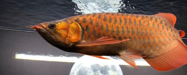 龍魚(yú)的壽命：關(guān)于龍魚(yú)壽命的一些詳細(xì)信息 龍魚(yú)百科 第5張