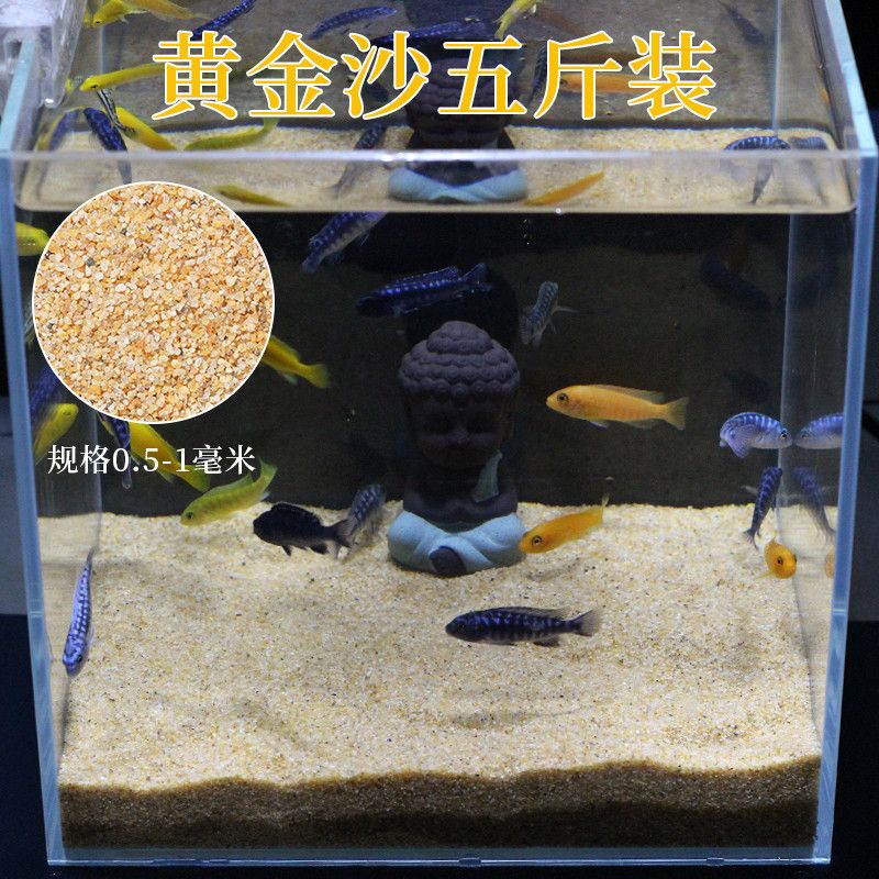 鼠魚魚缸：鼠魚魚缸設計 魚缸百科 第1張