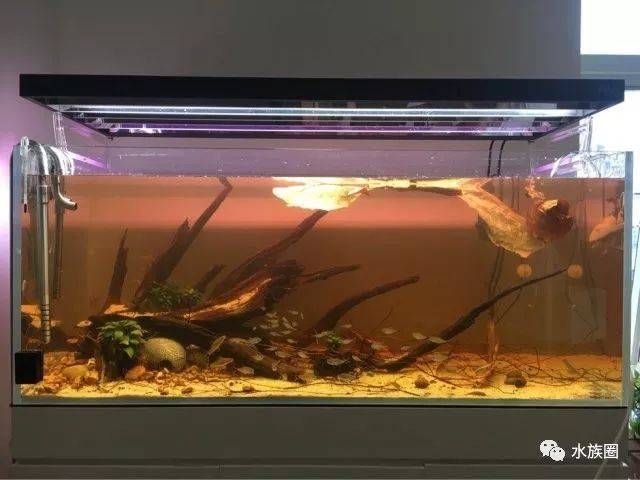 鼠魚魚缸：鼠魚魚缸設計 魚缸百科 第3張