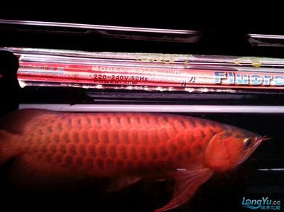 紅龍魚用什么燈龍魚之巔：關(guān)于紅龍魚用什么燈 紅龍魚百科 第3張