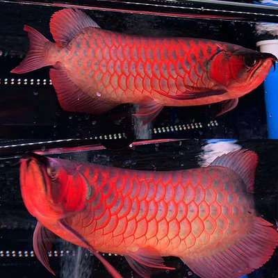 金龍魚紅龍魚：金龍魚與紅龍魚的區(qū)別 紅龍魚百科 第4張