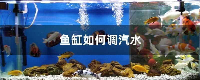 龍魚紅眼還是黑眼好：紅眼龍魚和黑眼龍魚各有千秋 紅龍魚百科 第5張