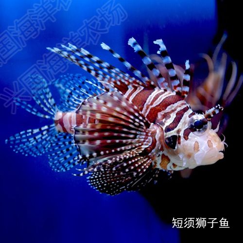 興國(guó)海（Singoseafarm）魚缸：興國(guó)海魚缸生物搭配指南 魚缸百科 第1張