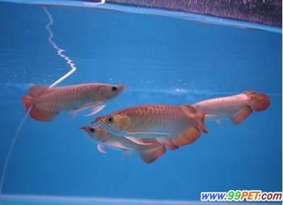 新加坡紅龍魚和馬來(lái)西亞紅龍魚：新加坡紅龍魚與馬來(lái)西亞紅龍魚的區(qū)別