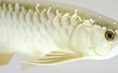 龍魚水霉病怎么治療：龍魚水霉病護(hù)理要點(diǎn)， 龍魚百科 第3張