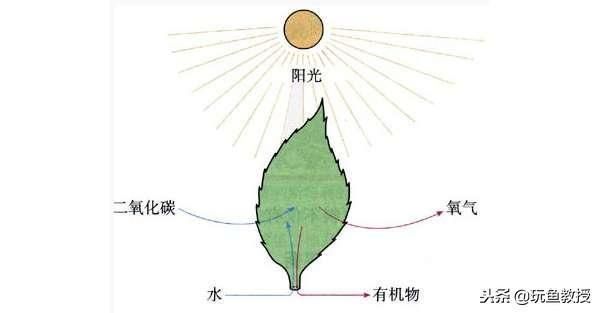 魚缸最佳光照條件是什么？：如何選擇魚缸led燈具,魚缸光照時(shí)間調(diào)節(jié)技巧，不同魚類光照需求差異 魚缸百科 第4張