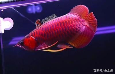 紅龍魚發(fā)色什么時間好：紅龍魚發(fā)色期如何選飼料紅龍魚發(fā)色影響因素全面解析