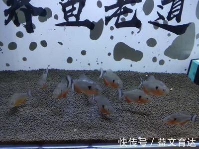 賣龍魚的網站：龍魚養(yǎng)殖技巧分享：水族箱造景設計教程,龍魚疾病預防指南