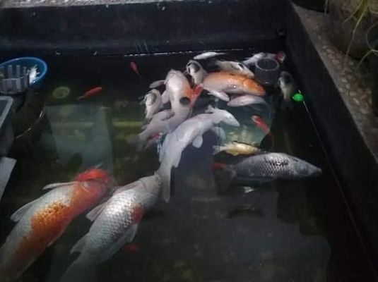 賣龍魚的網站：龍魚養(yǎng)殖技巧分享：水族箱造景設計教程,龍魚疾病預防指南