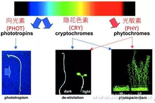 全光譜植物燈適用植物種類：全光譜植物燈與自然光對(duì)比，全光譜植物燈在科研中的應(yīng)用案例 水族燈（魚缸燈） 第1張